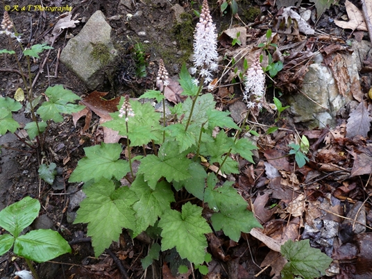 {Tiarella cordifolia}